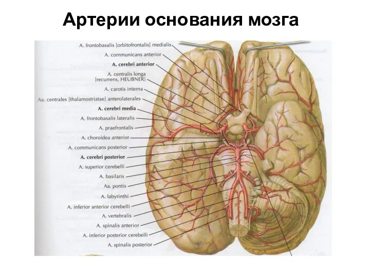 Артерии основания мозга