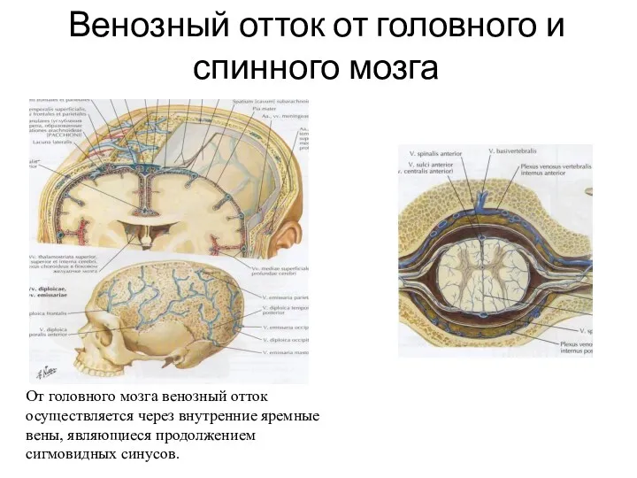 Венозный отток от головного и спинного мозга От головного мозга