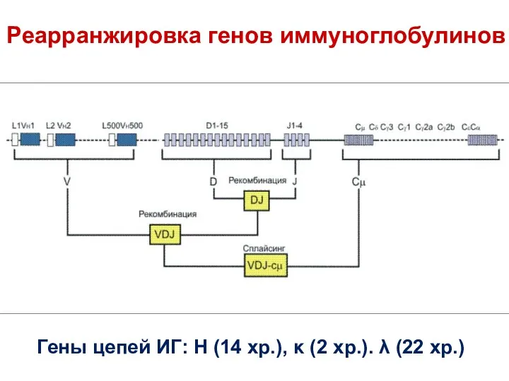 Реарранжировка генов иммуноглобулинов Гены цепей ИГ: Н (14 хр.), κ (2 хр.). λ (22 хр.)