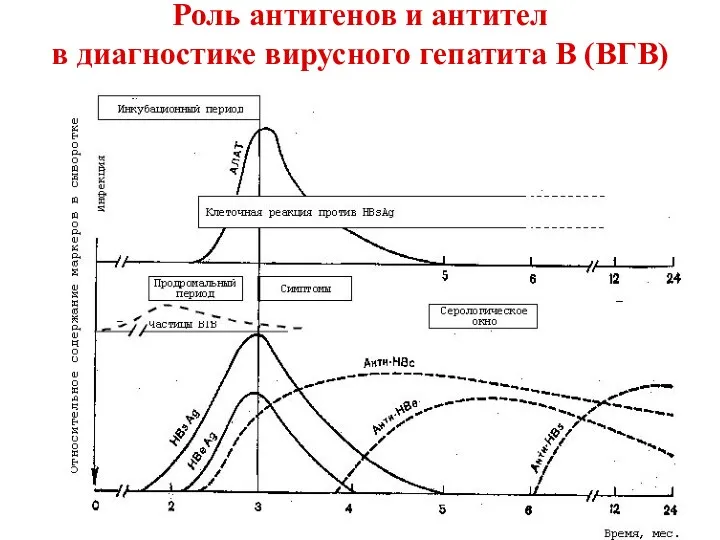 Роль антигенов и антител в диагностике вирусного гепатита В (ВГВ)