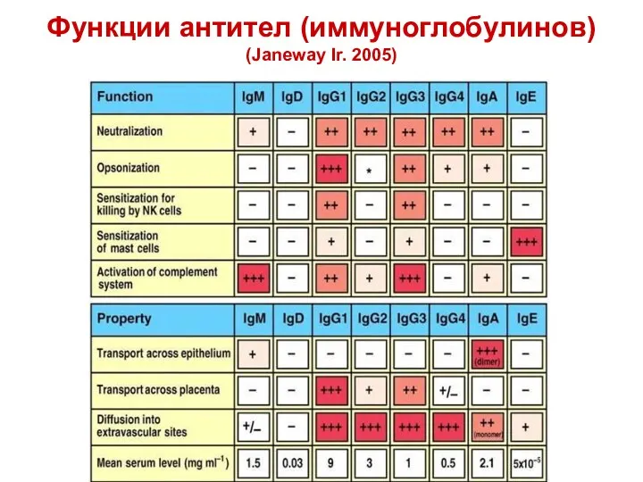 Функции антител (иммуноглобулинов) (Janeway Ir. 2005)