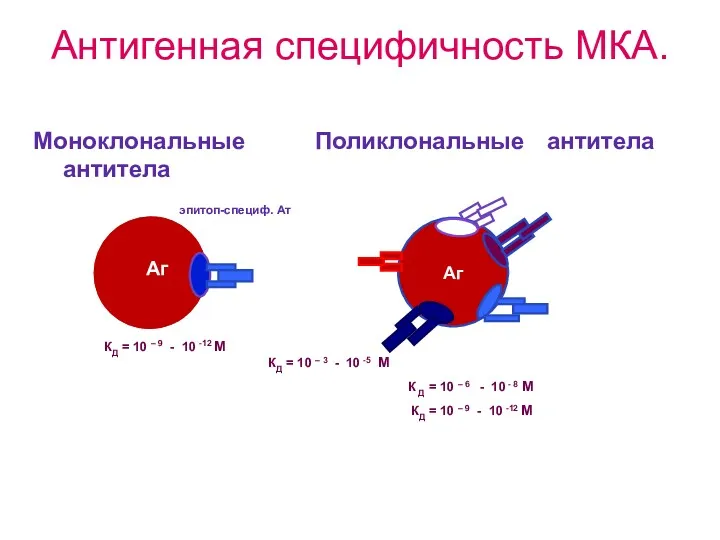 Антигенная специфичность МКА. Моноклональные Поликлональные антитела антитела эпитоп-специф. Ат КД