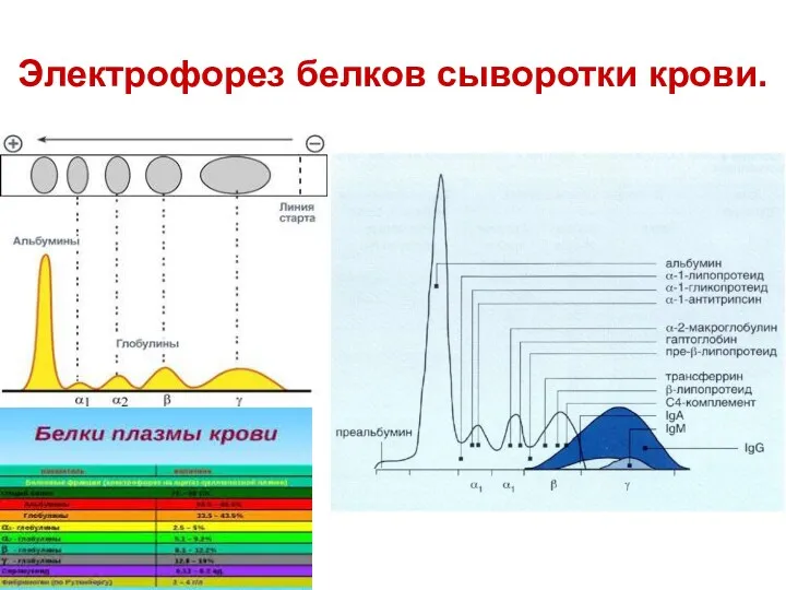 Электрофорез белков сыворотки крови.