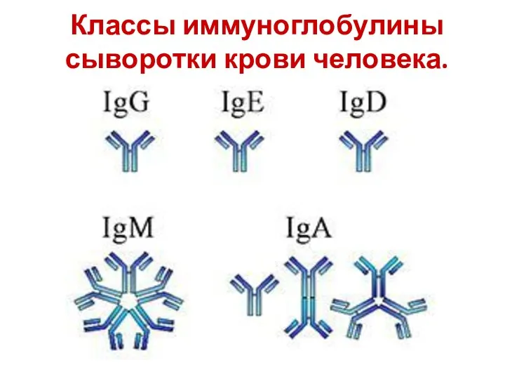 Классы иммуноглобулины сыворотки крови человека.