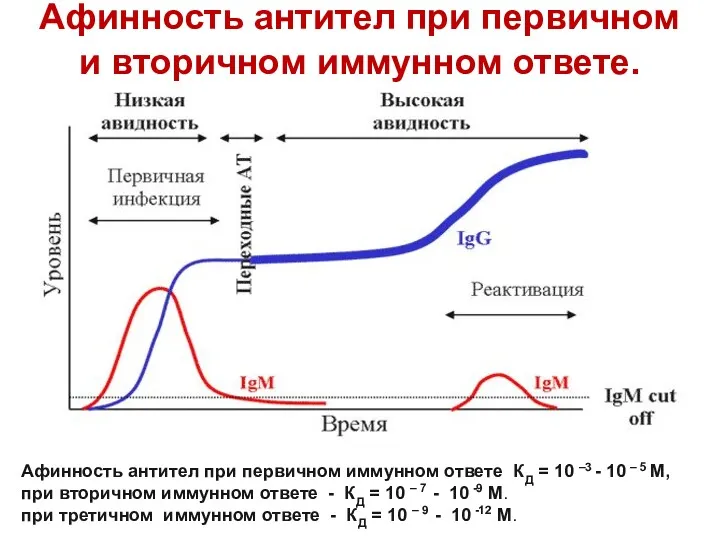 Афинность антител при первичном и вторичном иммунном ответе. Афинность антител