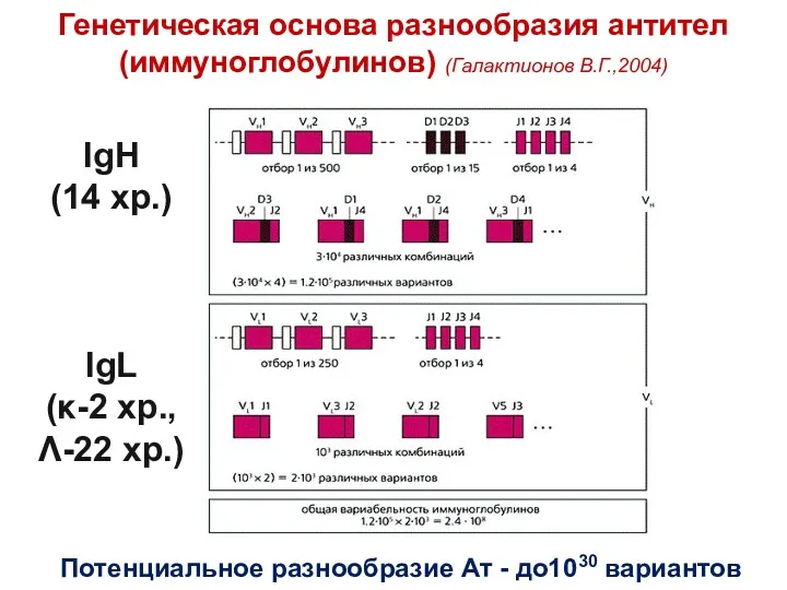 IgH (14 хр.) IgL (κ-2 хр., Λ-22 хр.) Генетическая основа