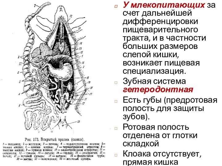 У млекопитающих за счет дальнейшей дифференцировки пищеварительного тракта, и в