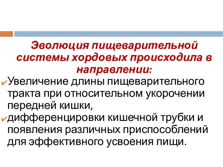 Эволюция пищеварительной системы хордовых происходила в направлении: Увеличение длины пищеварительного