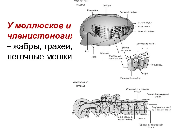 У моллюсков и членистоногих – жабры, трахеи, легочные мешки