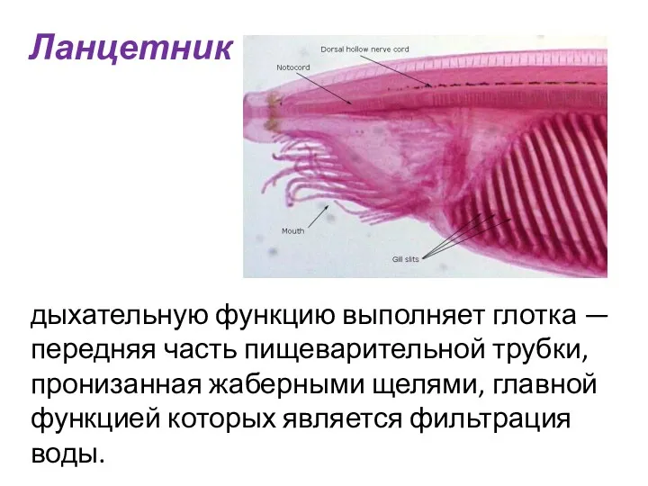 Ланцетник дыхательную функцию выполняет глотка — передняя часть пищеварительной трубки,