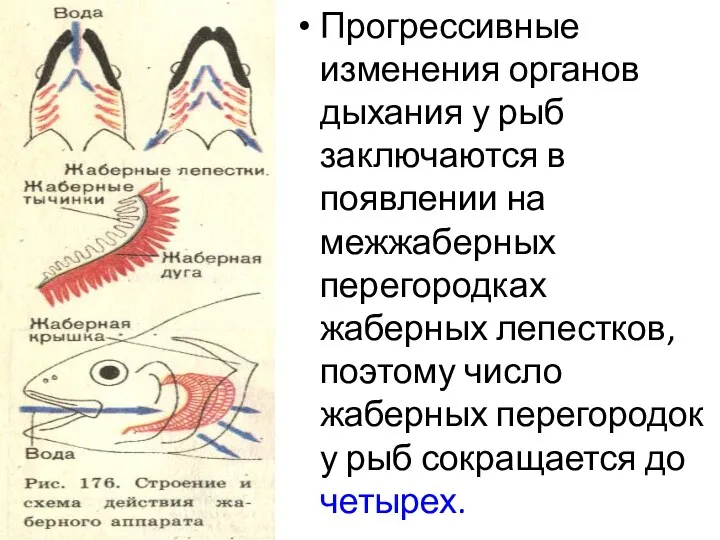 Прогрессивные изменения органов дыхания у рыб заключаются в появлении на