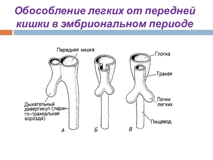 Обособление легких от передней кишки в эмбриональном периоде