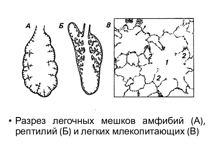 Разрез легочных мешков амфибий (А), рептилий (Б) и легких млекопитающих (В)