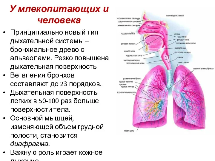 У млекопитающих и человека Принципиально новый тип дыхательной системы –