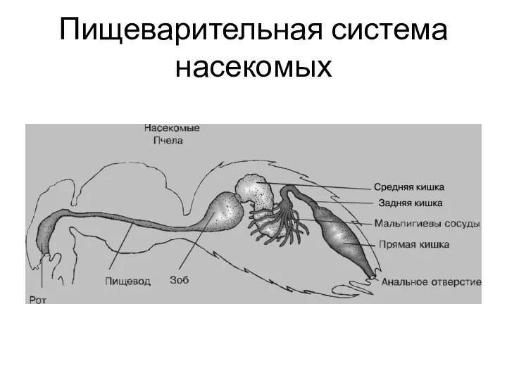 Пищеварительная система насекомых