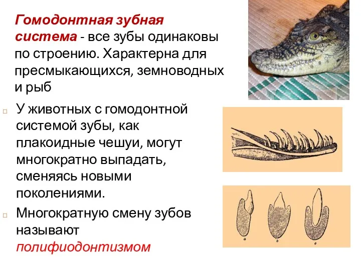 Гомодонтная зубная система - все зубы одинаковы по строению. Характерна