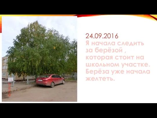 24.09.2016 Я начала следить за берёзой , которая стоит на школьном участке. Берёза уже начала желтеть.