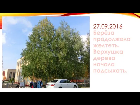 27.09.2016 Берёза продолжала желтеть. Верхушка дерева начала подсыхать.