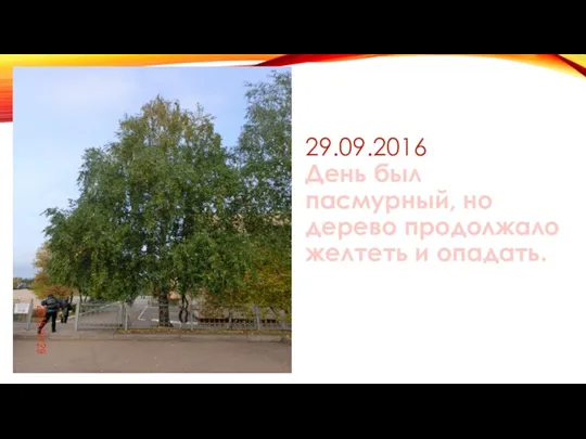 29.09.2016 День был пасмурный, но дерево продолжало желтеть и опадать.