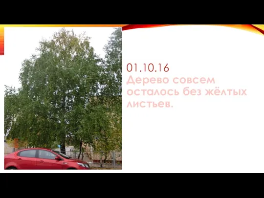 01.10.16 Дерево совсем осталось без жёлтых листьев.