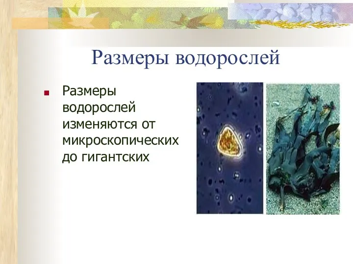 Размеры водорослей Размеры водорослей изменяются от микроскопических до гигантских