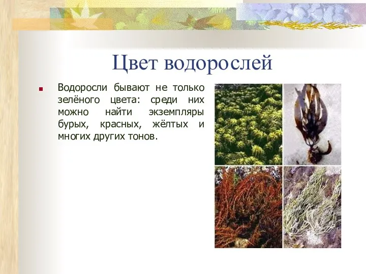 Цвет водорослей Водоросли бывают не только зелёного цвета: среди них
