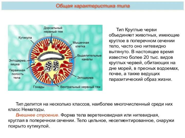 Тип делится на несколько классов, наиболее многочисленный среди них класс