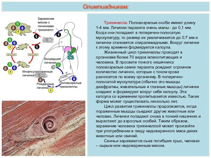 Олимпиадникам: Трихинелла. Половозрелые особи имеют длину 1-4 мм. Личинки паразита