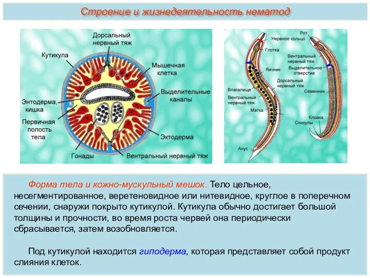 Форма тела и кожно-мускульный мешок. Тело цельное, несегментированное, веретеновидное или