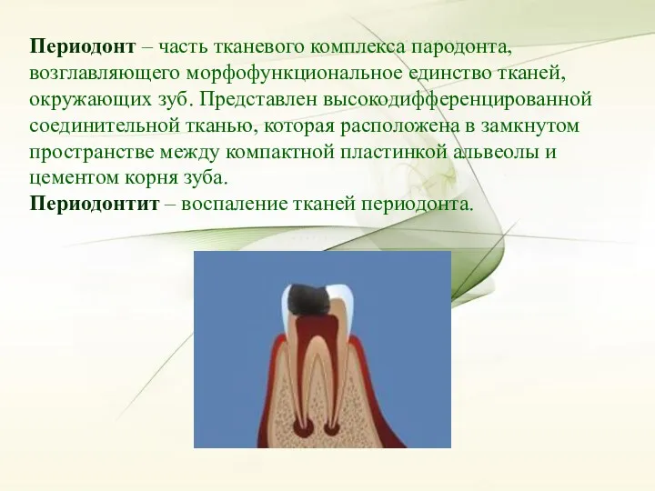 Периодонт – часть тканевого комплекса пародонта, возглавляющего морфофункциональное единство тканей,