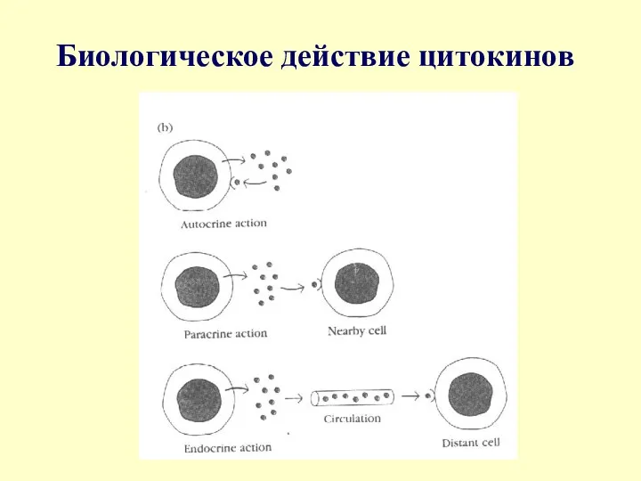 Биологическое действие цитокинов