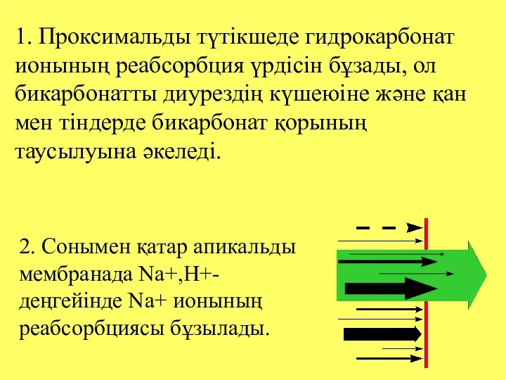 1. Проксимальды түтікшеде гидрокарбонат ионының реабсорбция үрдісін бұзады, ол бикарбонатты