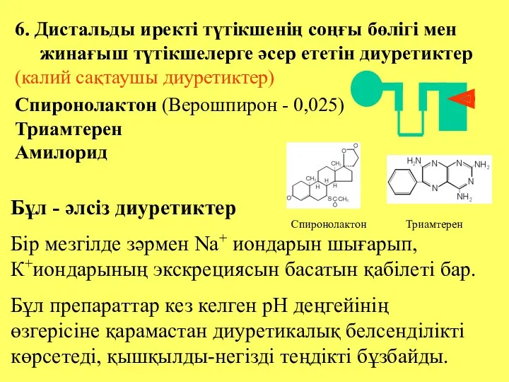 6. Дистальды иректі түтікшенің соңғы бөлігі мен жинағыш түтікшелерге әсер