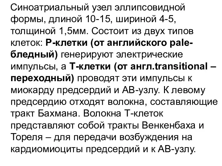 Синоатриальный узел эллипсовидной формы, длиной 10-15, шириной 4-5, толщиной 1,5мм.