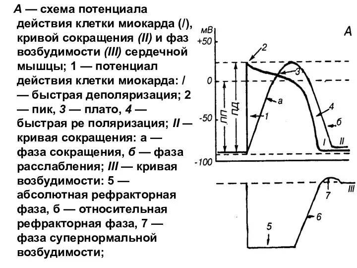 А — схема потенциала действия клетки миокарда (/), кривой сокращения