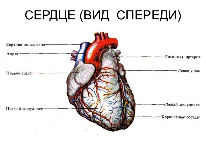 СЕРДЦЕ (ВИД СПЕРЕДИ)