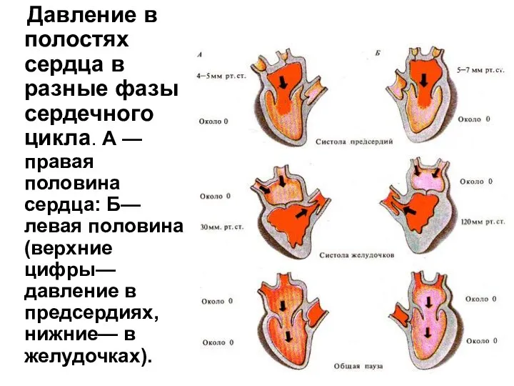 Давление в полостях сердца в разные фазы сердечного цикла. А