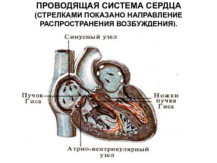 ПРОВОДЯЩАЯ СИСТЕМА СЕРДЦА (СТРЕЛКАМИ ПОКАЗАНО НАПРАВЛЕНИЕ РАСПРОСТРАНЕНИЯ ВОЗБУЖДЕНИЯ).