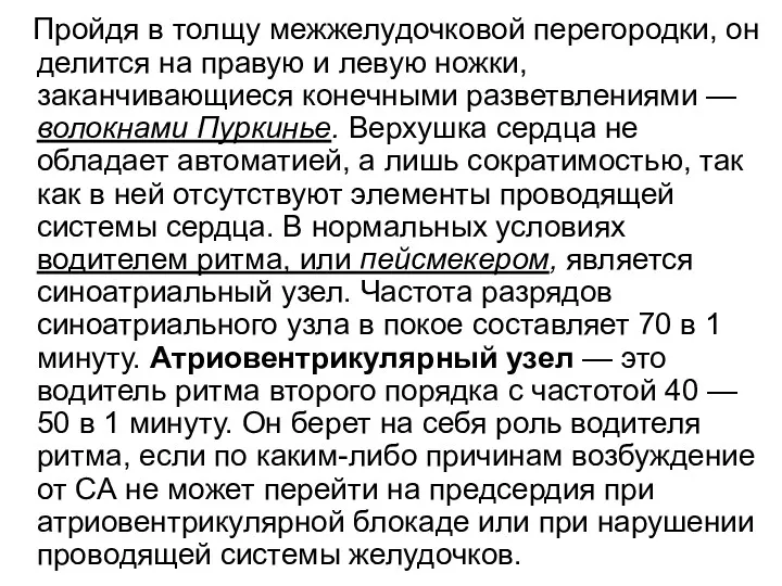 Пройдя в толщу межжелудочковой перегородки, он делится на правую и