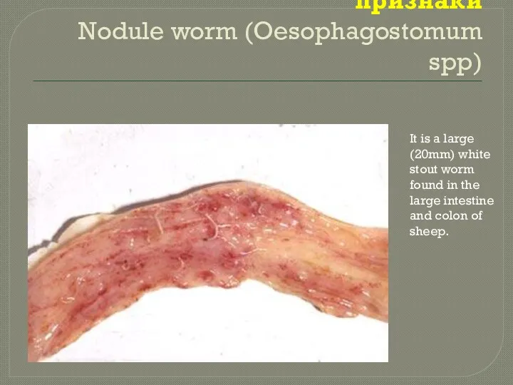 Патологоанатомические признаки Nodule worm (Oesophagostomum spp) It is a large