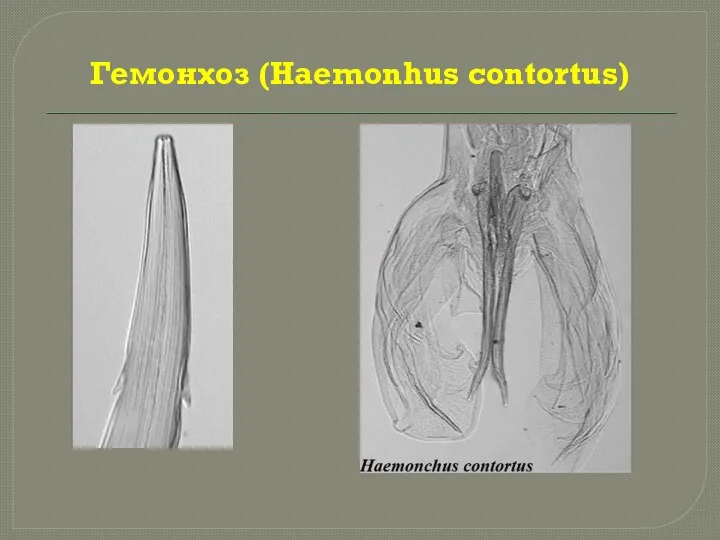 Гемонхоз (Haemonhus contortus)