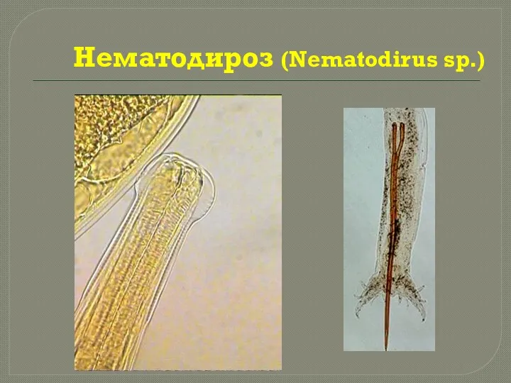 Нематодироз (Nematodirus sp.)