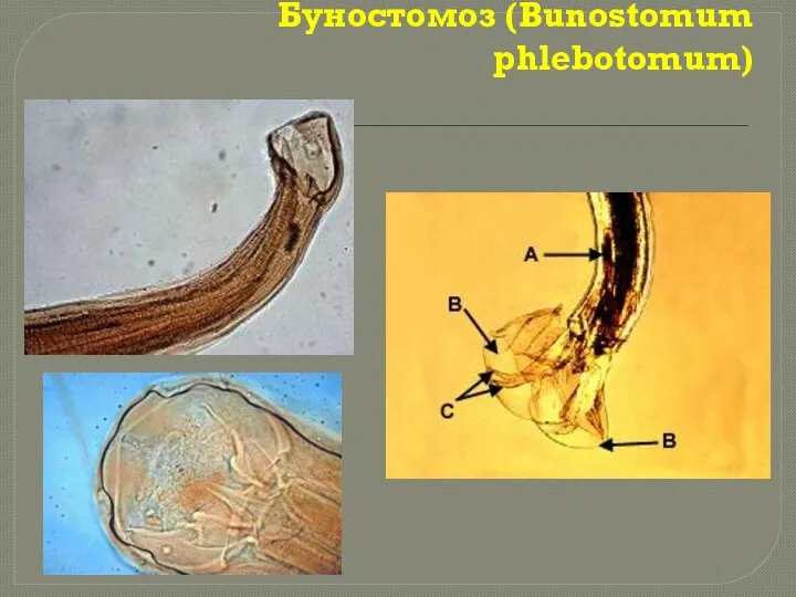 Буностомоз (Bunostomum phlebotomum)