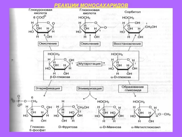 РЕАКЦИИ МОНОСАХАРИДОВ