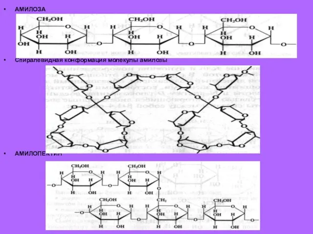 АМИЛОЗА Спиралевидная конформация молекулы амилозы АМИЛОПЕКТИН