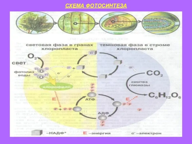 СХЕМА ФОТОСИНТЕЗА