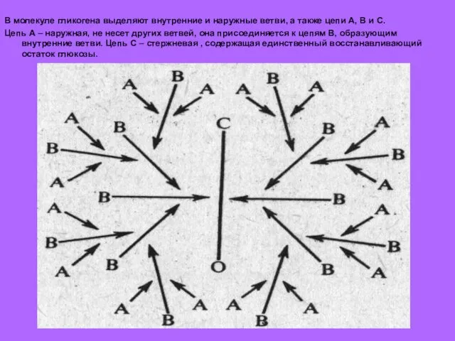 В молекуле гликогена выделяют внутренние и наружные ветви, а также