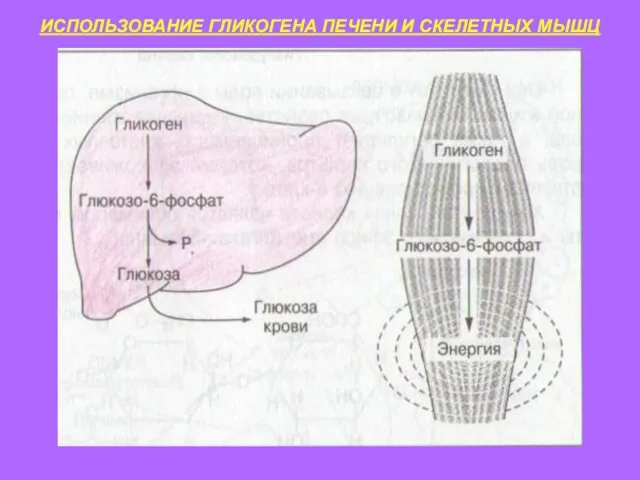 ИСПОЛЬЗОВАНИЕ ГЛИКОГЕНА ПЕЧЕНИ И СКЕЛЕТНЫХ МЫШЦ