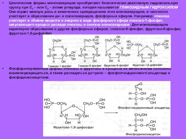 Циклические формы моносахаридов приобретают биологически реактивную гидроксильную группу при С1