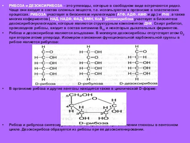 РИБОЗА и ДЕЗОКСИРИБОЗА – это углеводы, которые в свободном виде
